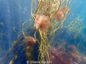 Himanthalia elongate algae off Portland, UK by Diana Barker 
